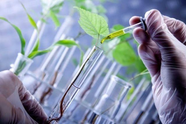 MBBS124611-154787-20252-Praktikum Bioteknologi Tanaman 
