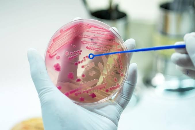MBBS124206-154749-20252-Praktikum Mikrobiologi Umum 